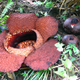 Rafflesia Arnoldii. Foto: Wikimedia Commons